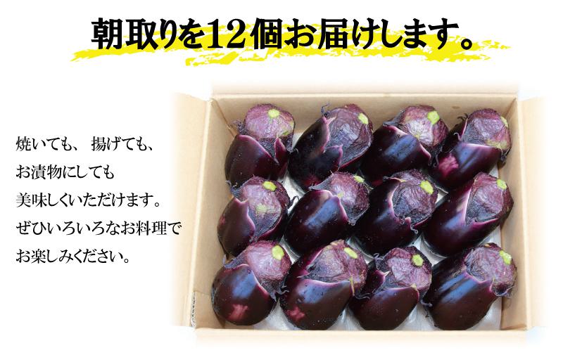 【先行予約】 泉州 泉佐野産 ハウス水なす 12個 夏旬の水なすを冬にどうぞ！ G1489