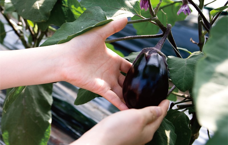 【お中元】泉佐野老舗料亭 割烹料理人が漬ける 水茄子の浅漬け6個セット 099H253t