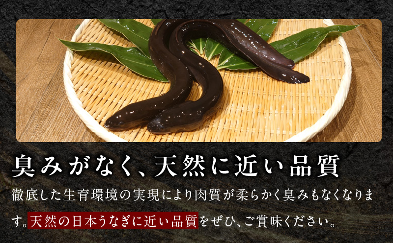 【数量限定】国産うなぎ 2尾 320g以上 大サイズ【えびす鰻 うなぎ ウナギ 国産 泉佐野産 1尾160g以上 蒲焼き かばやき 冷凍 うな重 ひつまぶし 惣菜 先行予約】 G1258