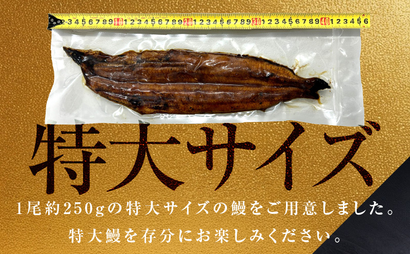 超ビッグサイズ！数量限定！老舗【五郎藤】 関西風地焼き 国産有頭旨鰻 250g×2尾 特大 うなぎ ウナギ 蒲焼き 炭火 G1481