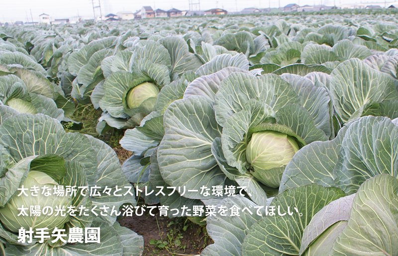 泉州キャベツ 5kg 2～5玉 射手矢農園 訳あり サイズ不揃い G1624