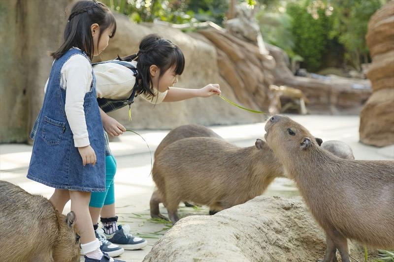 神戸どうぶつ王国 入園券(３名様分)