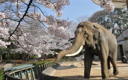 王子動物園グッズ＆入園券（５枚）