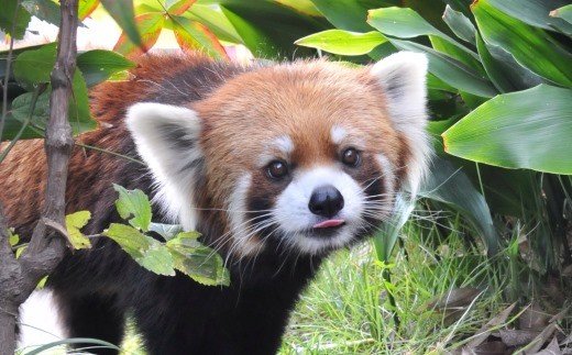 王子動物園グッズ＆入園券（５枚）