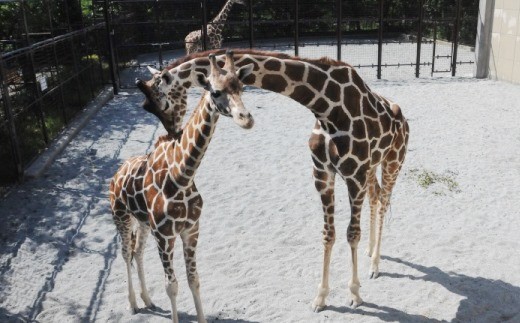 王子動物園グッズ＆入園券（５枚）