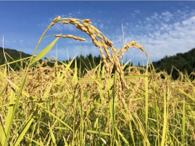 特別栽培米　神戸のまごころ　ヒノヒカリ 玄米　10kg（5kg×2袋）