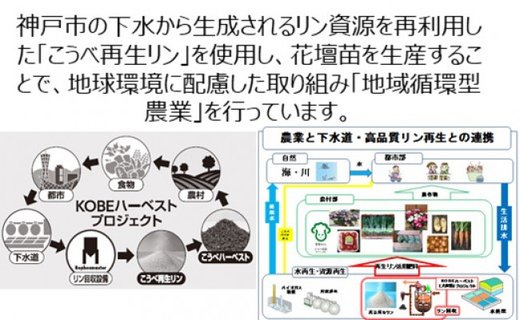 伊川谷町産「花農家による寄せ植え鉢」（約9〜10号サイズ）