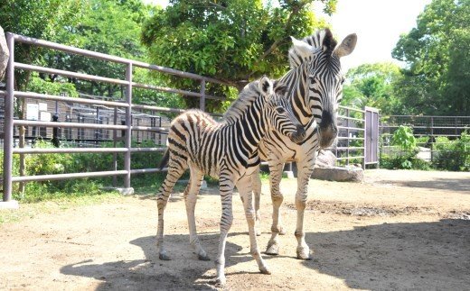 王子動物園グッズ＆入園券（５枚）