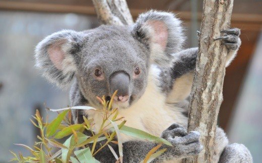 王子動物園グッズ＆入園券（５枚）