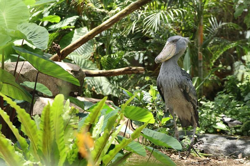 神戸どうぶつ王国 入園券(２名様分)