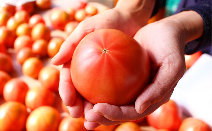 【トマトGP受賞】栽培期間中農薬化学肥料不使用 こだわりのプレミアムトマト 約1.5kg