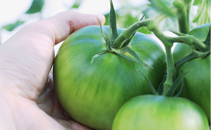 【トマトGP受賞】栽培期間中農薬化学肥料不使用 こだわりのプレミアムトマト 約1.5kg