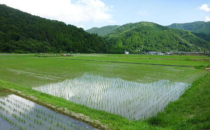 特別栽培米　ヒノヒカリ　精米5kg