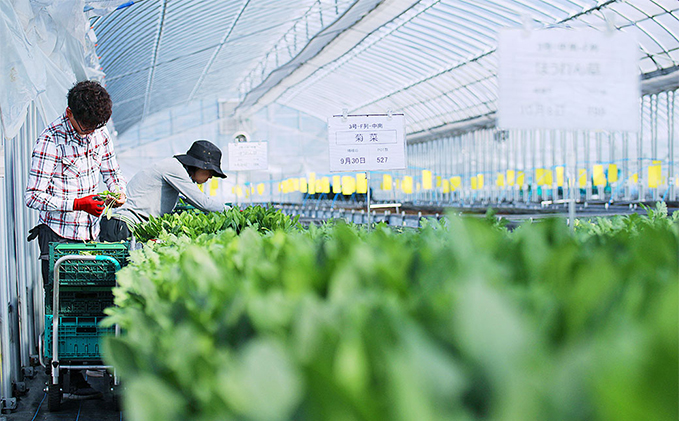 栽培期間中農薬化学肥料不使用の小松菜詰め合わせ　約1kg（100g×10袋）
