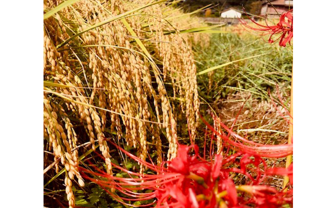 特別栽培米　ヒノヒカリ　精米10kg（5kg×2袋）