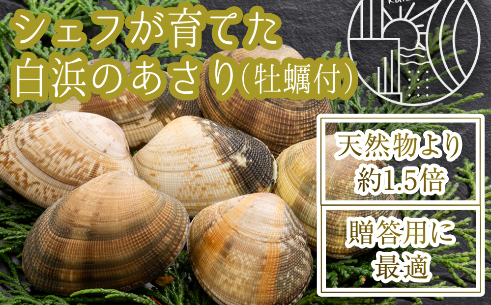 予約受付】【令和６年２月～出荷】シェフが育てた白浜のあさり（牡蠣