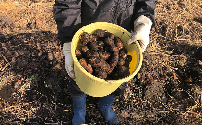 【2024年11月下旬〜2025年4月上旬出荷予定】特選 里芋　粘り気たっぷり姫路市船津町八幡の黒土で育った 小芋 5kg/芋 朝採れ 