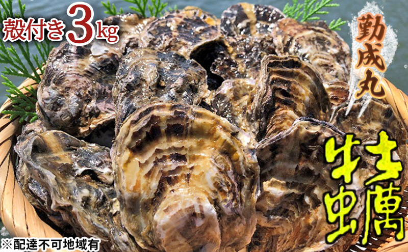 勤成丸の牡蠣 殻付き牡蠣 3.0kg [ 生牡蠣 かき カキ 殻付 加熱調理用 真牡蠣 国産 ] 兵庫県 姫路市