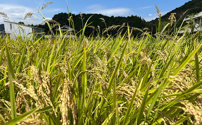 [令和6年産 新米]定期便6回お届けきぬひかり5キロ 兵庫県姫路市産 新米 白米 米 お米