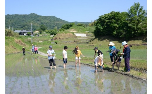 田植又は稲刈体験　淡路島の棚田米5kg付