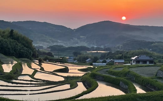 淡路島の棚田米 １０kg