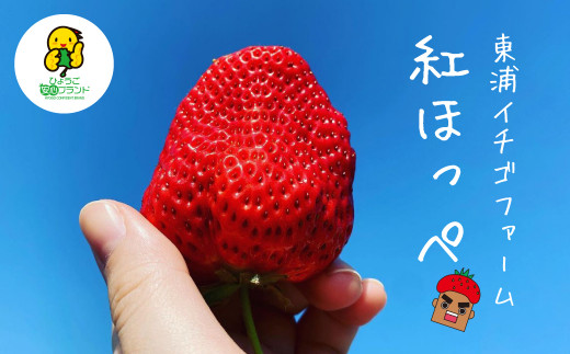 淡路産　イチゴ(紅ほっぺ)  【発送時期2025年1月頃・お届け日指定不可】　　[イチゴ 苺 いちご イチゴ 苺 いちご]