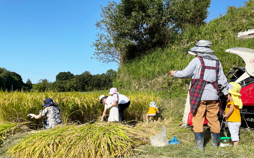 【定期便】淡路島の棚田米 ８kg×６回（隔月、偶数月中旬発送）　　[米 お米 精米 白米]