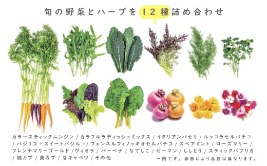 【定期便】彩り野菜と香るハーブセット　３回お届けセット　　[野菜セット 定期便 野菜詰め合わせ 定期便 野菜セット]