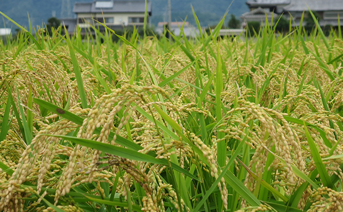 【令和５年度】兵庫県福崎町産 ひのひかり 八千種米10kg玄米/兵庫県認証食品（うるち米）兵庫推奨ブランド