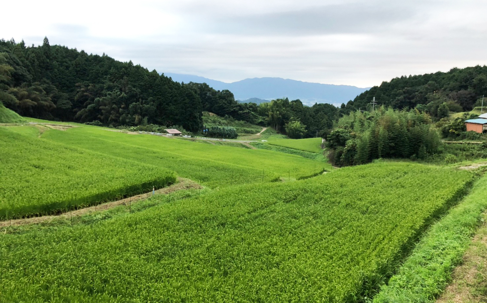 【特別栽培米】桜井市高家産 ヒノヒカリ 10kg