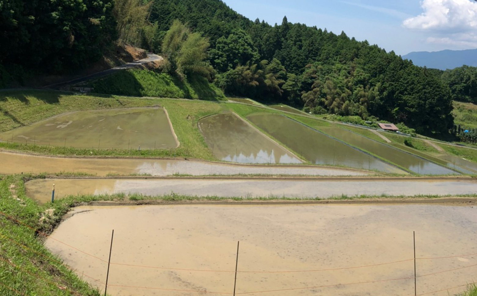 定期便【特別栽培米】＜玄米・白米＞桜井市高家産 ヒノヒカリ （5kg×6回）