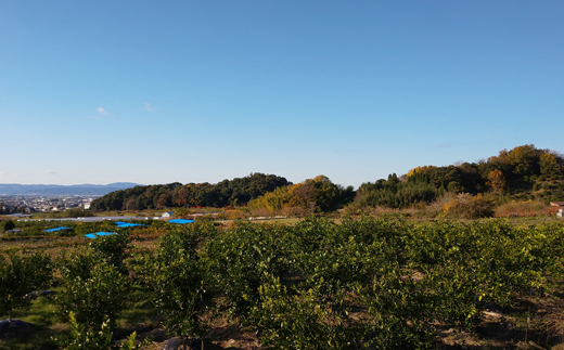 M-AE36.【みかん園の自信作】 奈良県桜井産 しらぬい5kg 