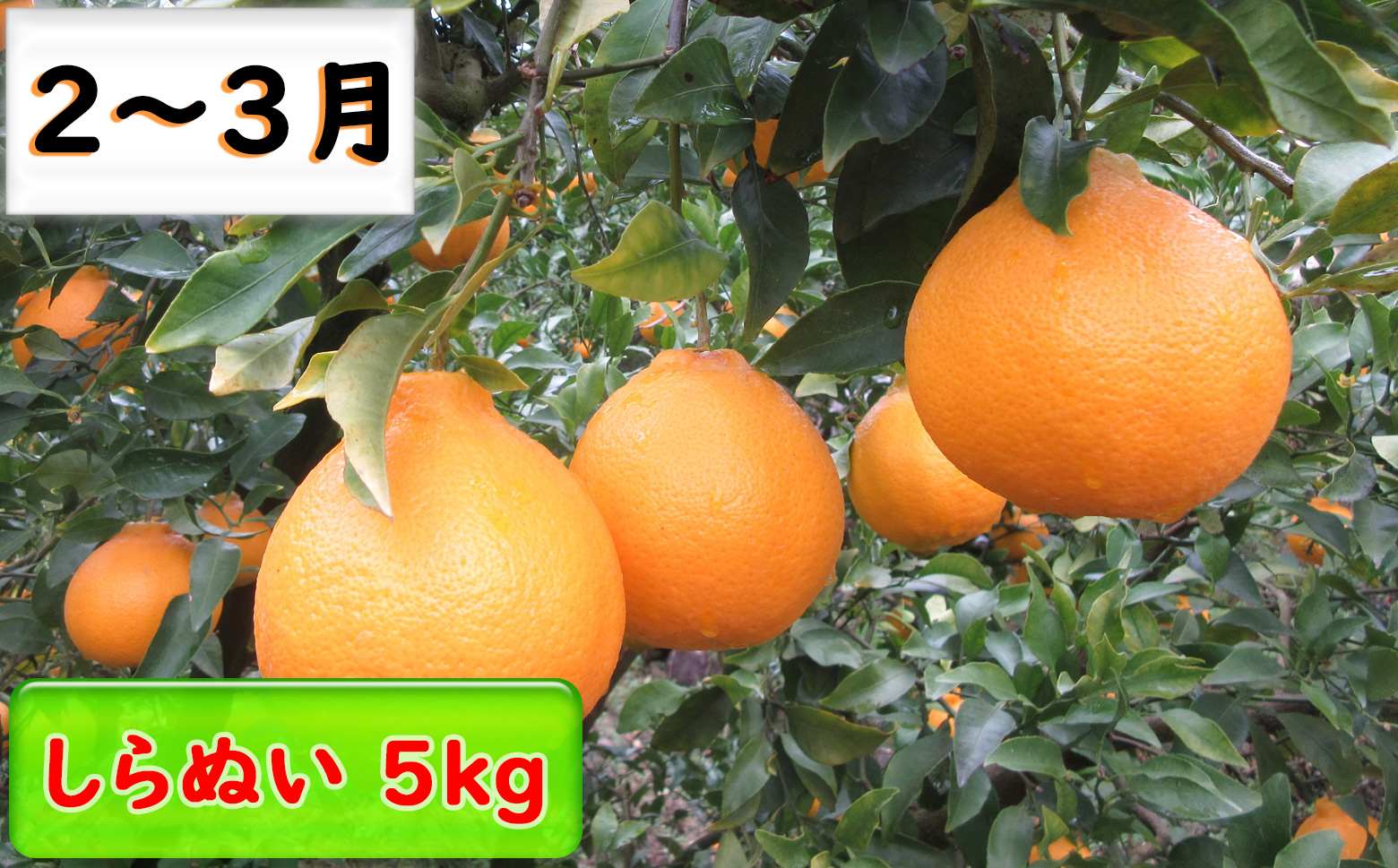 M-DH4.【年４回 季節の果物をお届け】 季節の果物定期便