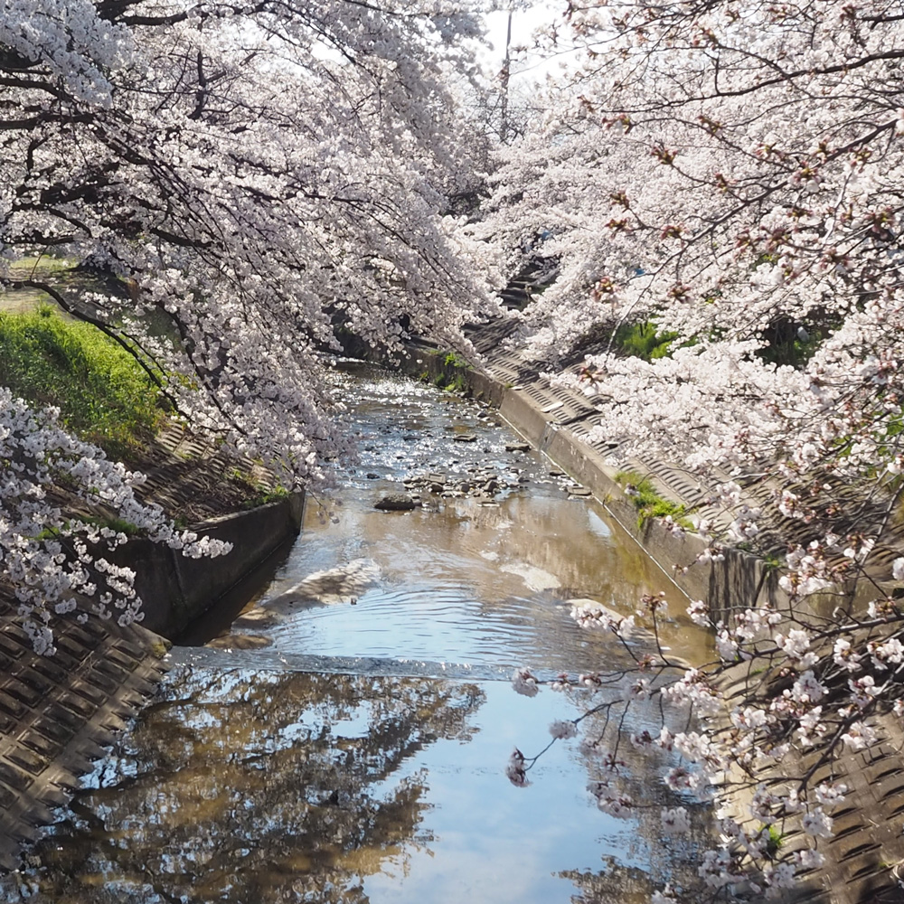 桜井市の風景画像