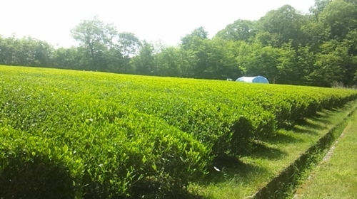 大和(ヤマト)のお茶 ほうじ茶 80g ／ ふじみ農園 荒茶 無農薬 奈良県