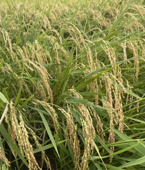 自然栽培米 新米 令和5年産 玄米 奥大和高原米2kg ／ 農家やまおか 無農薬 国産 お米 奈良県 宇陀市