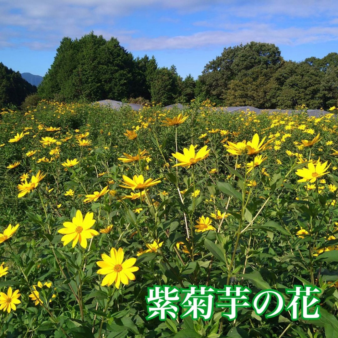 粉末 紫菊芋 はと麦茶 ５０グラム入り×２袋 ／ Total Beauty 春　からだよろこ美　ノンカフェイン　無添加　 お茶 国産 パウダー ホット アイス 奈良県 宇陀市　紫菊芋