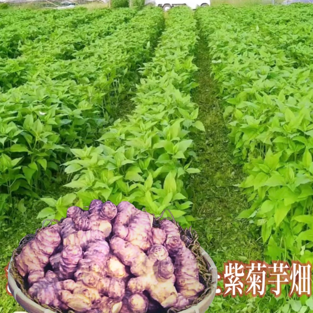 粉末紫菊芋はと麦茶と粉末桑の葉玄米茶のセット／ Total Beauty 春 からだよろこ美 ノンカフェイン 無添加 紫菊芋 桑の葉 お土産 お茶 国産 パウダー ホット アイス ふるさと納税 奈良県 宇陀市