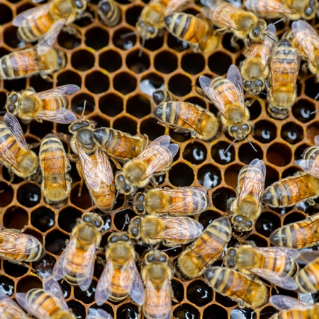 【むろうはちみつ】プロポリス入りはちみつ当帰のど飴４ヶセット 室生 蜂蜜 薬草 薬膳 大和当帰　当帰葉