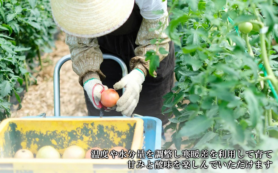【極濃搾り】曽爾高原特産トマトの無添加100％トマトジュース
