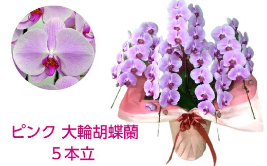 507 ピンクの大輪胡蝶蘭５本立 約50輪 ふるさとパレット 東急グループのふるさと納税