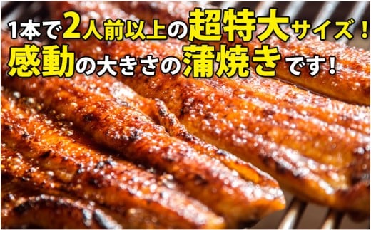 632.【数量限定】超特大サイズ国産うなぎ蒲焼き2本セット （230～249g×2本）(A632-2)