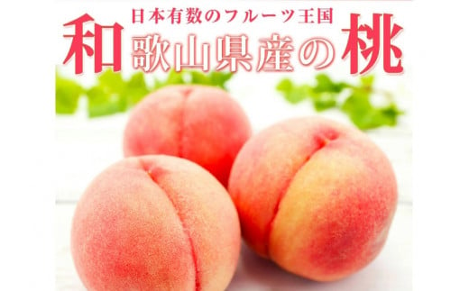 紀州和歌山産の桃　１５玉　化粧箱入 ※2025年6月下旬～2025年8月上旬頃順次発送（お届け日指定不可）【uot780A】