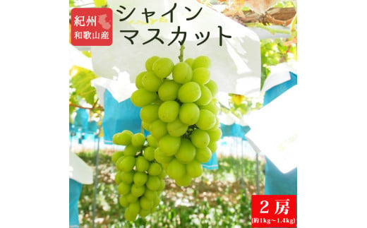 紀州和歌山産シャインマスカット２房（約1kg〜1.4kg） ※2025年8月中旬頃〜2025年9月上旬頃に順次発送予定 / マスカット 種無し フルーツ 果物 くだもの【uot813】 