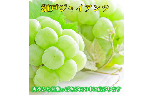 紀州かつらぎ山の瀬戸ジャイアンツ 約2kg ※2024年8月下旬〜9月上旬頃に順次発送予定(お届け日指定不可)【uot793】