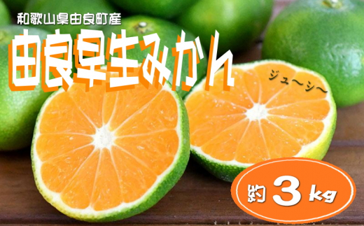 【先行予約】和歌山由良町産 由良早生みかん 約3kg 訳あり キズ 御家庭用 サイズ混合【sml126A】