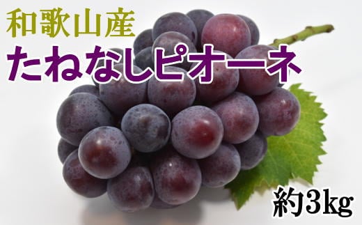 【新鮮・産直】和歌山かつらぎ町産たねなしピオーネ約3kg ※2024年8月中旬〜2024年9月下旬頃順次発送【tec952】