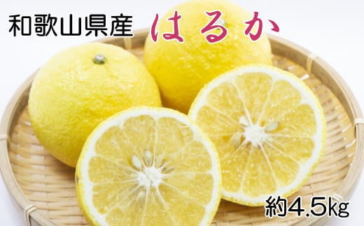 【さわやか柑橘】和歌山県産はるかみかん約4.5kg（サイズ混合　秀品）※2025年2月下旬〜2025年3月下旬頃順次発送【tec953】