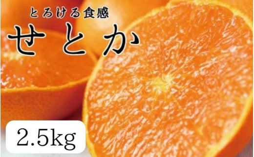 とろける食感 ジューシー柑橘 せとか 約2.5kg みかん 蜜柑 柑橘 オレンジ 果物 フルーツ 国産 和歌山県広川町 ※2025年2月上旬頃〜2月下旬頃に順次発送予定【uot789】