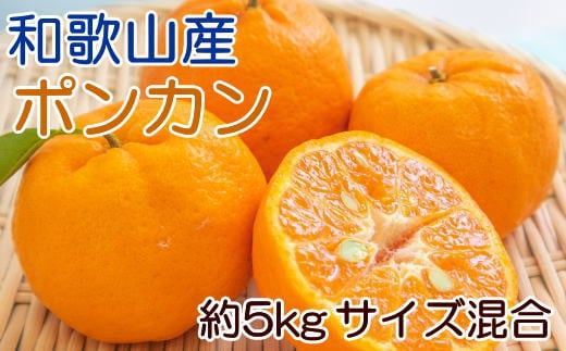  和歌山産ポンカン約5kg（サイズ混合・秀優品） ※2025年2月上旬〜3月上旬頃に順次発送予定【tec942】